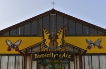 Butterfly Arc