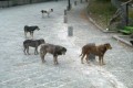 Sos per i cani del Vesuvio, vittime silenziose dell’emergenza discarica