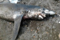 Trovato squalo sulla spiaggia della Salera