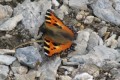 Le farfalle dell’Alta Val Tanaro