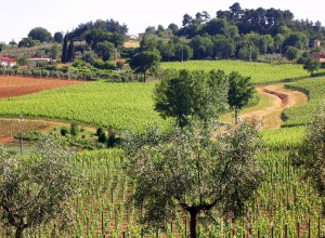 Cantine Aperte 2011