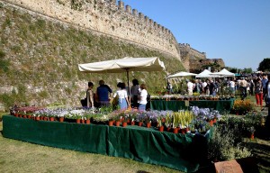 Fiori nella Rocca