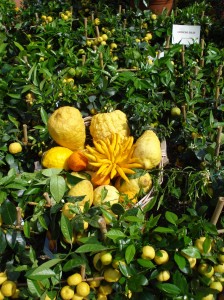 Giardino dell’Orticoltura – Mostra dei Fiori