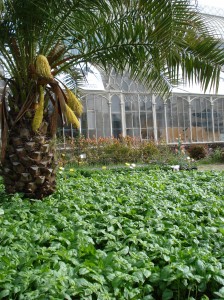 Giardino dell’Orticoltura – Mostra dei Fiori