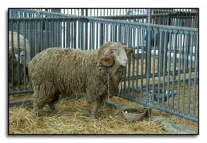 La 62a Fiera dell’Agricoltura di Foggia