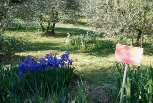 Giardino dell’Iris (il Giaggiolo in fiorentino)