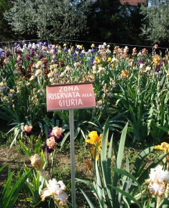 Giardino dell’Iris (il Giaggiolo in fiorentino)