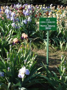 Giardino dell’Iris (il Giaggiolo in fiorentino)