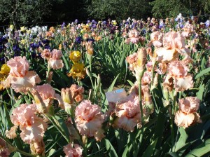 Giardino dell’Iris (il Giaggiolo in fiorentino)