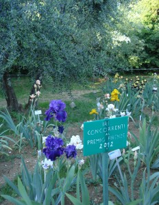 Giardino dell’Iris (il Giaggiolo in fiorentino)