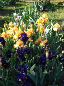 Giardino dell’Iris (il Giaggiolo in fiorentino)