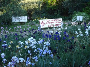 Giardino dell’Iris (il Giaggiolo in fiorentino)