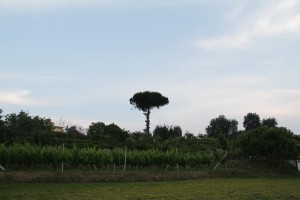 Fotografando le luci della sera e degustazione vini – Campi Flegrei 27/05/2011