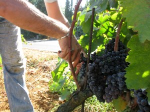 Vendemmia salentina 2011