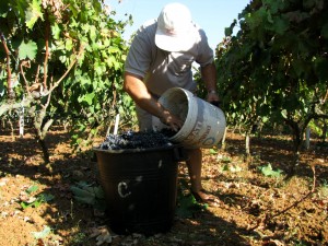 Vendemmia salentina 2011