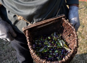 Olive: la raccolta