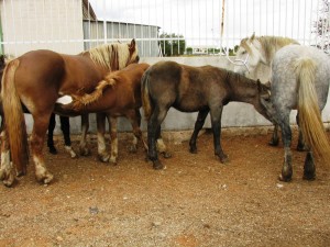 La fiera del Crocefisso