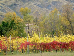 L’oro bianco del bosco: Sagra del tartufo 6/13/20 novembre