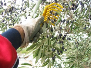 Salento, raccolta delle olive