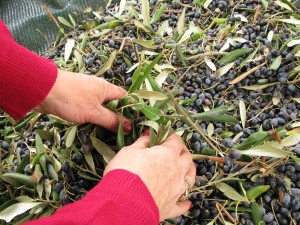 Salento, raccolta delle olive