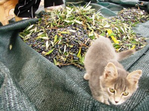 Salento, raccolta delle olive