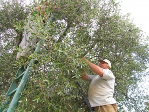 Salento, raccolta delle olive