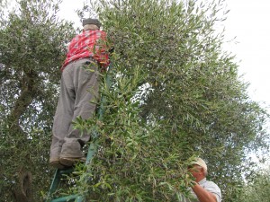 Salento, raccolta delle olive