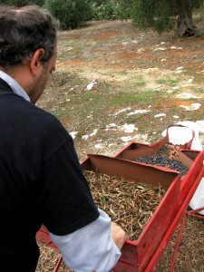 Salento, raccolta delle olive