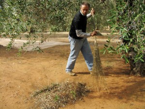 Salento, raccolta delle olive