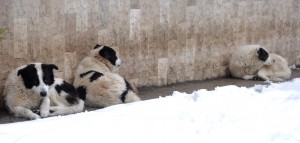 Nevicata di inizio febbraio