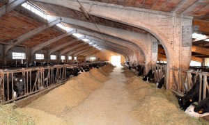 Asiago DOP – Una storia da raccontare