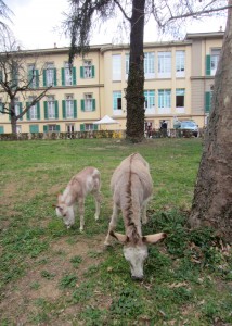 “Giardini senza bua”