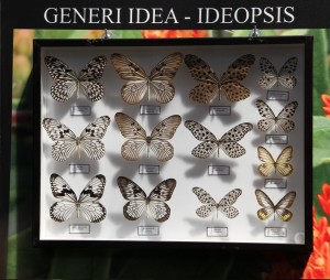 Lepidoptera: nel mondo delle farfalle