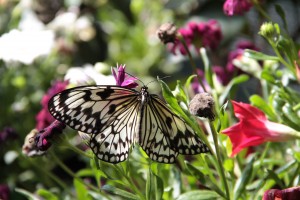Lepidoptera: nel mondo delle farfalle
