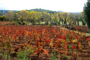 Sagra del vino il 12 e 13 maggio