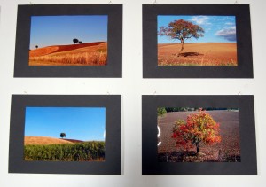 Alberi in mostra: cento scatti di Rocco Caldarola ed Alberto Petrone