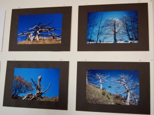 Alberi in mostra: cento scatti di Rocco Caldarola ed Alberto Petrone