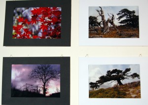 Alberi in mostra: cento scatti di Rocco Caldarola ed Alberto Petrone