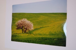 Alberi in mostra: cento scatti di Rocco Caldarola ed Alberto Petrone