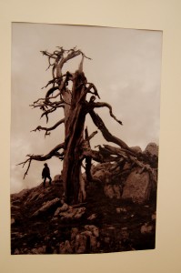 Alberi in mostra: cento scatti di Rocco Caldarola ed Alberto Petrone