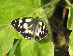 Le farfalle dell’Alta Val Tanaro