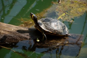 Un’oasi verde alle porte di Padova