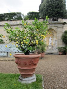 Agrumi alla Villa Medicea di Castello