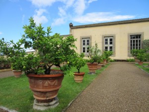 Agrumi alla Villa Medicea di Castello