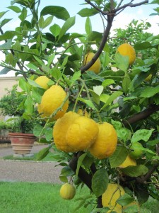 Agrumi alla Villa Medicea di Castello