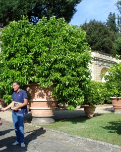 Agrumi alla Villa Medicea di Castello