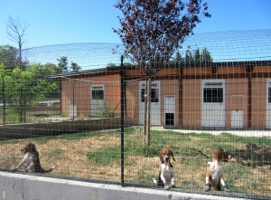 I beagle di Green Hill