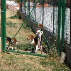 I beagle di Green Hill