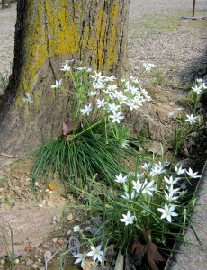 Primavera al Giardino dei Semplici