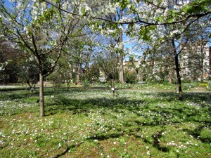 Primavera al Giardino dei Semplici